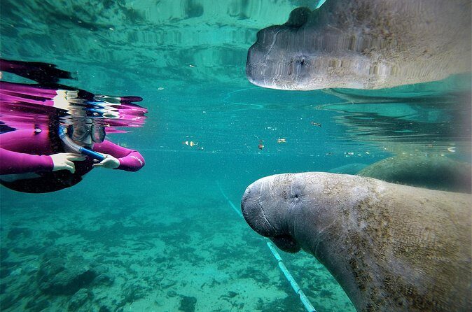 Small Group 6 Passenger Manatee Swim - What Makes This Tour Special?
