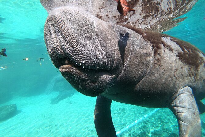 Small Group 6 Passenger Manatee Swim - Authentic Encounters and Real Traveler Feedback
