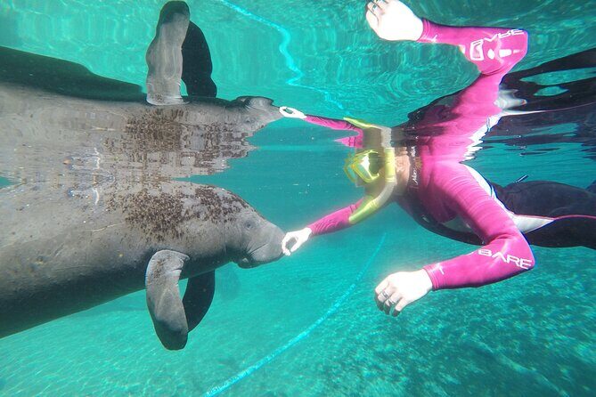 Small Group 6 Passenger Manatee Swim - Who Should Consider This Tour?