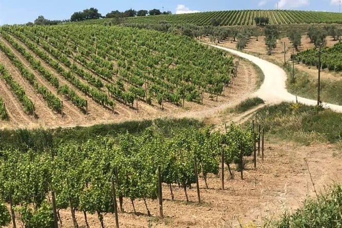 Small group (7) Chianti-side wine tour with Mercedes V class Van - Tasting Lunch and Scenic Views