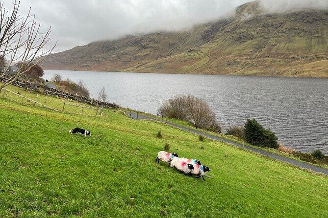 Small Group Aughnanure Castle, Sheepdog Demo & Connemara Tour - Leenane and Killary Fjord: Ireland’s Only Natural Fjord