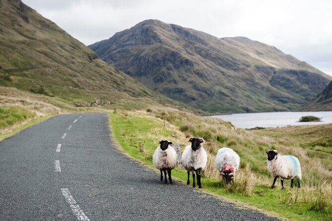 Small Group Aughnanure Castle, Sheepdog Demo & Connemara Tour - Cong Village: Irish Charm at its Best