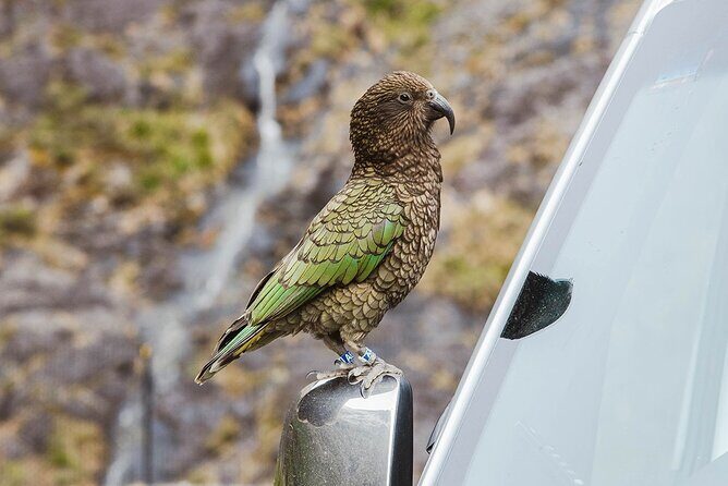 Small Group, Award Winning Milford Sound Day Experience & Cruise - FAQs