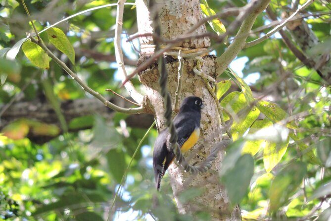 Small-Group Birdwatching Sian Kaan with professional guide - Why This Tour Offers Great Value