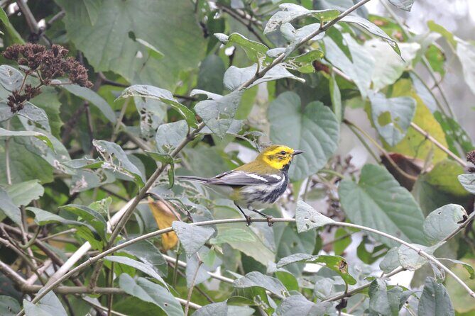 Small-Group Birdwatching Sian Kaan with professional guide - Who Will Love This Tour?