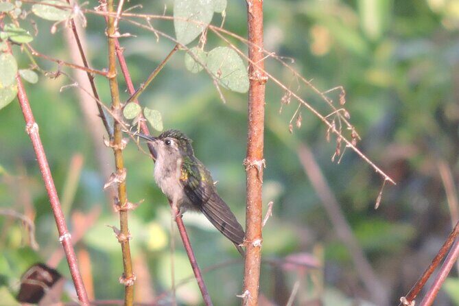 Small-Group Birdwatching Sian Kaan with professional guide - Final Words on Value and Experience