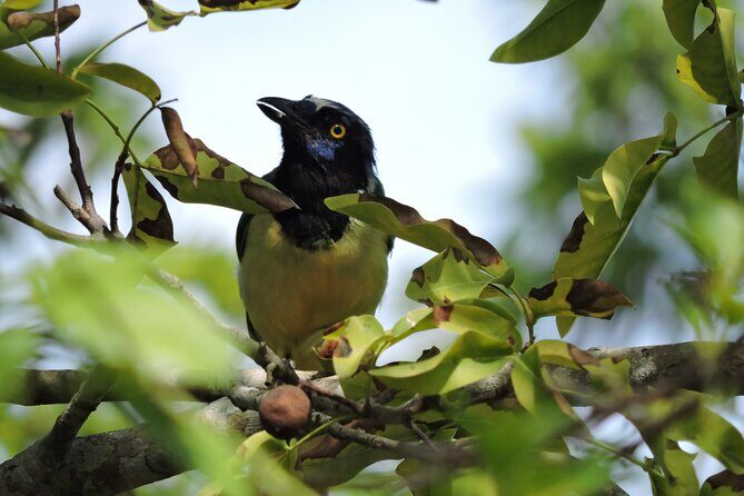 Small-Group Birdwatching Sian Kaan with professional guide - FAQ