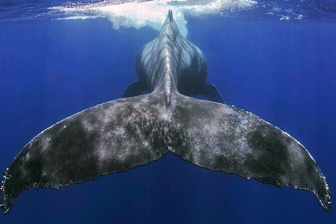 Small Group Boat Whale and Dolphin Watching Tour - The Sum Up