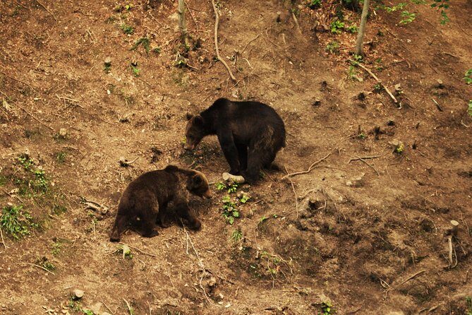 Small-Group Brown Bear-Watching Experience from Brasov - Summary