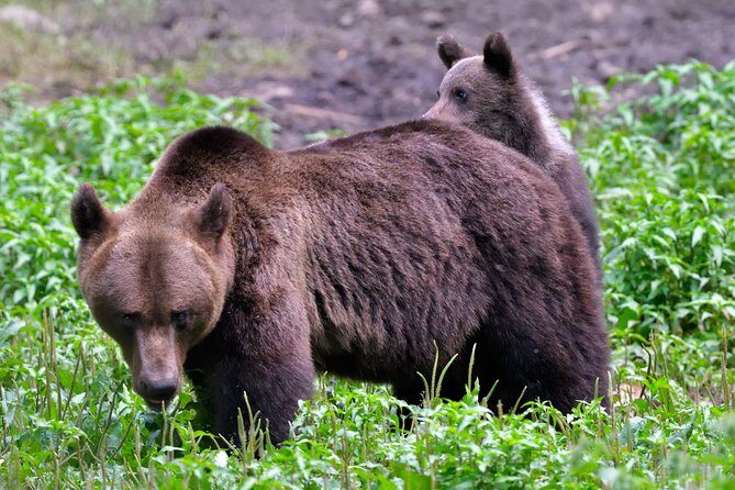Small-Group Brown Bear-Watching Experience from Brasov - FAQs