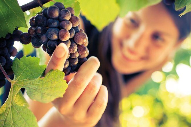 Small group Brunello di Montalcino Wine Tour from Siena - The Food and Snacks