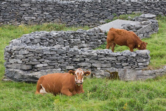 Small Group - Cliffs Cruise, Aran Islands AND Connemara in One Day from Galway - The Value in Context