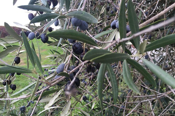 Small group Day Trip to Evora and Monsaraz from Lisbon with wine tasting - Who Would Love This Tour?