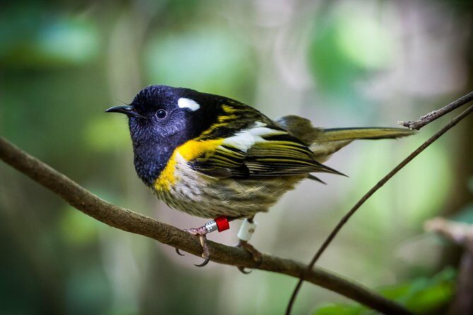 Small Group Daytime 2-Hour Eco Wildlife Tour at Zealandia - The Sum Up