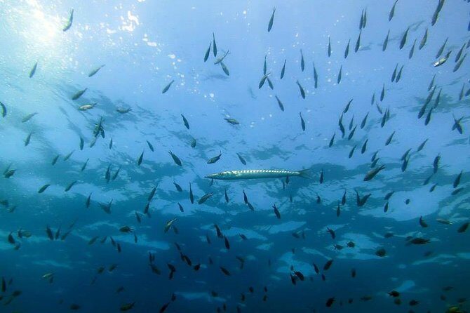 Small Group Diving Baptism in Tossa de Mar - Authentic Experiences from Reviews