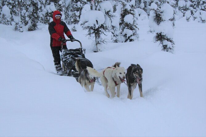 Small-Group Dog Sledding Experience in Sterling - A Truly Authentic Alaska Dog Sledding Experience
