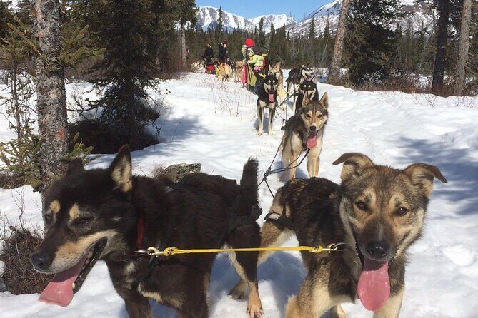 Small-Group Dog Sledding Experience in Sterling - Final Thoughts: Is It Worth It?