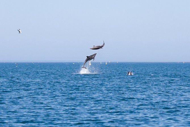 Small Group Dolphin and Wildlife Watching Tour in Faro - Who Will Love This Tour?