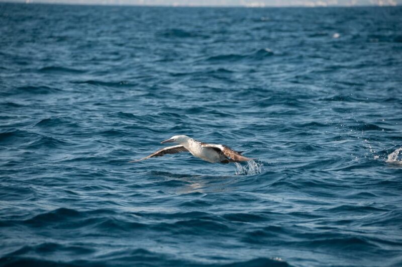 (Small Group) Dolphin & Marine Wildlife Watching Tour - Who Should Book This Tour?