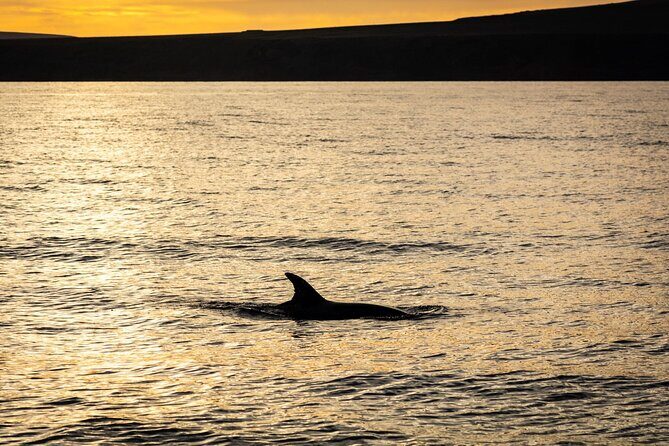 Small Group Dolphin Sunset Tour on Electric Catamaran Lanzarote - Key Points