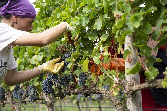 Small-Group Exclusive Winery and Wine Tasting Tour in Frascati - What Reviewers Say