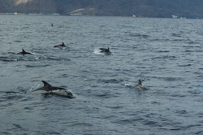 Small Group Excursion Whales and Dolphin Watching Los Gigantes - The Experience: What to Expect on the Water
