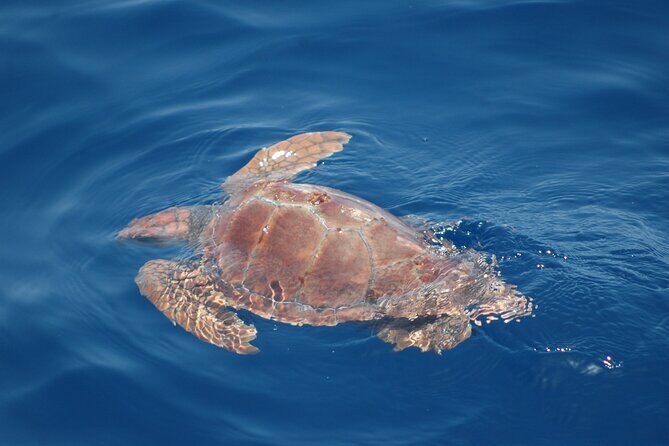 Small Group Excursion Whales and Dolphin Watching Los Gigantes - Who Will Love This Tour?