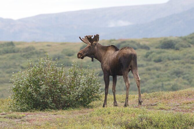 Small-Group Flight Denali National Park Tour with Guided Hike - What the Reviews Say