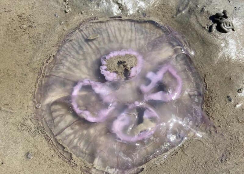 Small group full day island tour to Texel from Amsterdam - An Introduction to the Texel Full-Day Tour