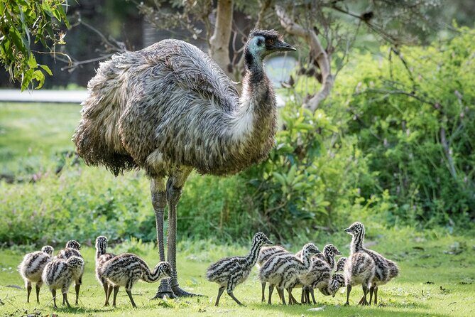 Small-Group Grampians Great Wildlife Escape Day Trip with Hiking - An In-Depth Look at the Itinerary and Experience