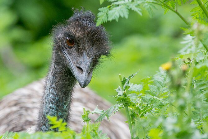 Small-Group Grampians Great Wildlife Escape Day Trip with Hiking - FAQ