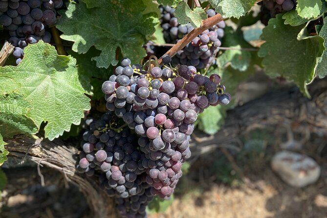 Small Group Guided E-bike Tour in Nice's Organic Vineyard - The Practical Side: What to Expect