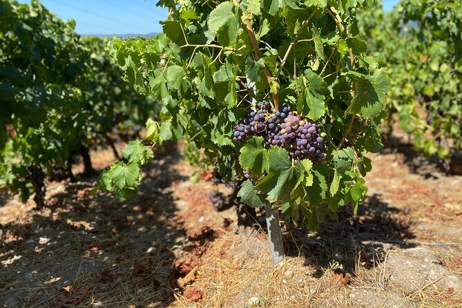 Small Group Guided E-bike Tour in Nice's Organic Vineyard - Why This Tour Works for Different Travelers