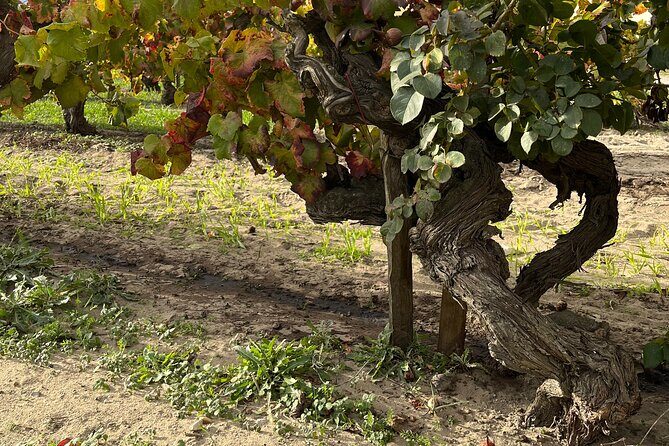 Small group half day Camargue and rosé wine tour from Montpellier - An In-Depth Look at the Tour Experience