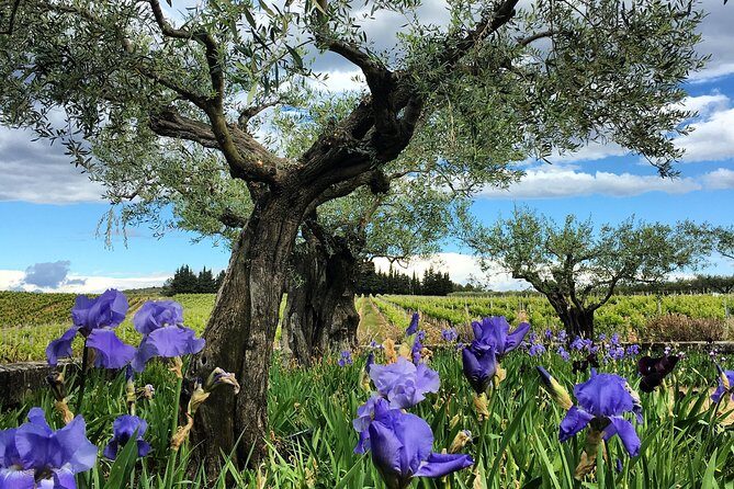 Small-Group Half-Day Languedoc Wine and Olive Tour from Montpellier - An Impressive Balance of Authenticity and Comfort