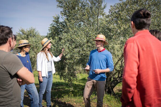 Small-Group Half-Day Languedoc Wine and Olive Tour from Montpellier - What Travelers Say