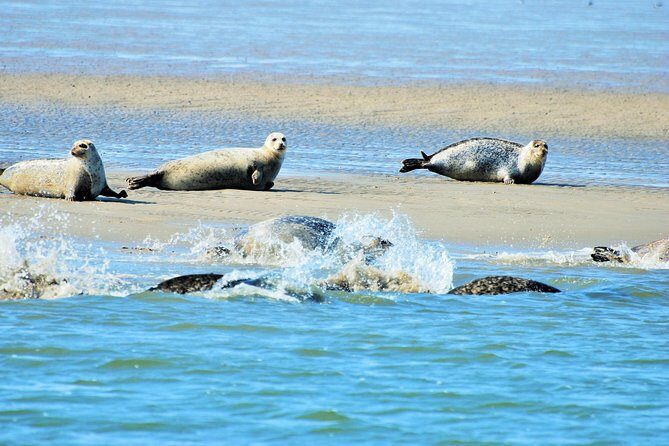 Small Group Half Day Seal Safari at UNESCO Site Waddensea from Amsterdam - Key Points