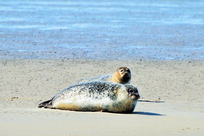 Small Group Half Day Seal Safari at UNESCO Site Waddensea from Amsterdam - A Deep Dive into the Experience