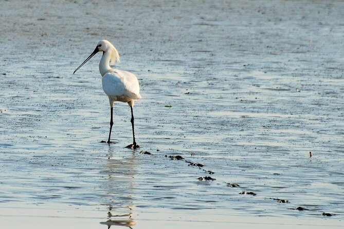 Small Group Half Day Seal Safari at UNESCO Site Waddensea from Amsterdam - FAQ