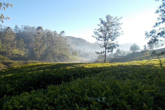 Small-Group Half Day Trekking in Munnar with Breakfast - FAQ