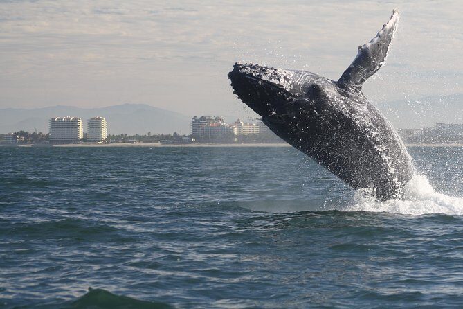 Small-Group Half-Day Whale-Watching Tour in Puerto Vallarta - Discovering the Experience: What You Can Expect