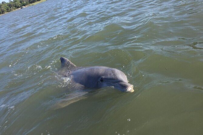 Small Group Hilton Head Morning Dolphin and Donut Cruise - Introduction: Why This Tour Stands Out