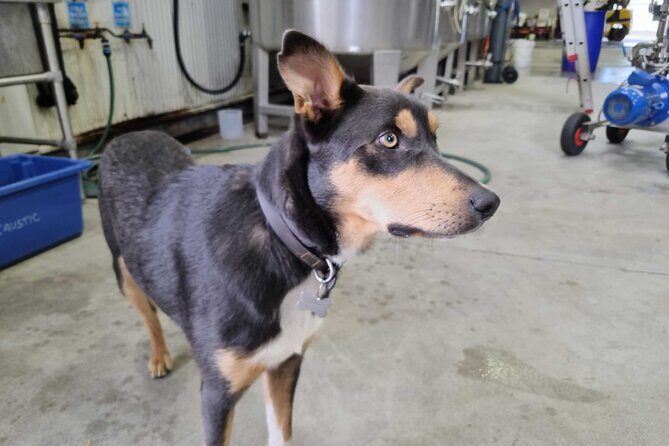 Small Group Hunter Valley Wine Tour w Lunch, Gin, Cheese & Choc - Final Words