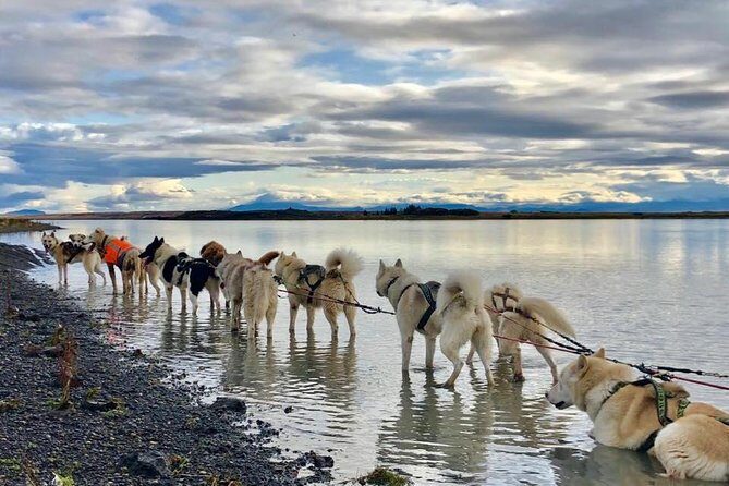 Small Group Husky Sledding Tour from Capital Region - An In-Depth Look at the Husky Sledding Experience