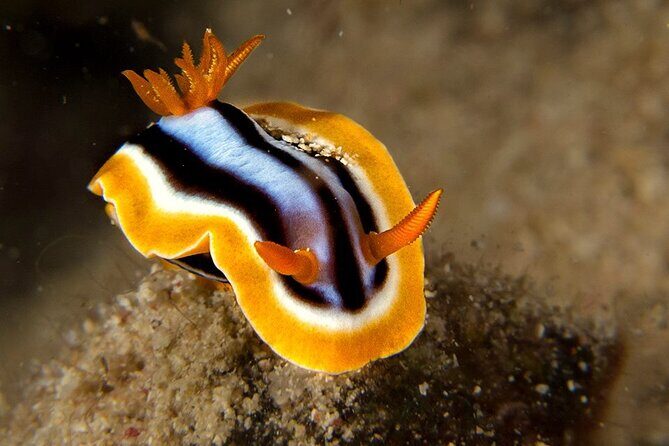 Small-Group Introductory Scuba Diving in Pula - Frequently Asked Questions