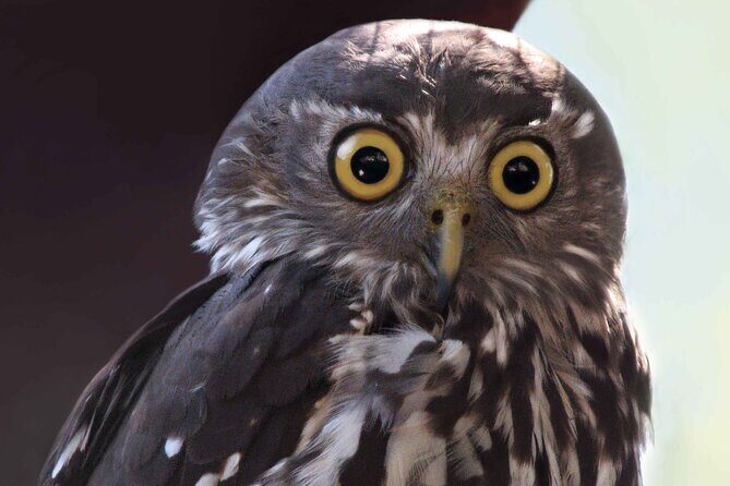 Small Group Kangaroo Island Evening and Night Tour - What the Tour Offers: An Authentic Nighttime Adventure