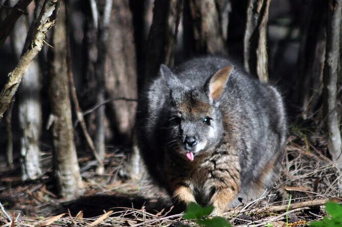 Small Group Kangaroo Island Evening and Night Tour - Who Will Love This Tour?