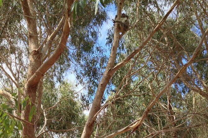 Small Group Kangaroo Island Tour - Best of KI in 2 Days - Final Thoughts: Is This the Right Tour for You?