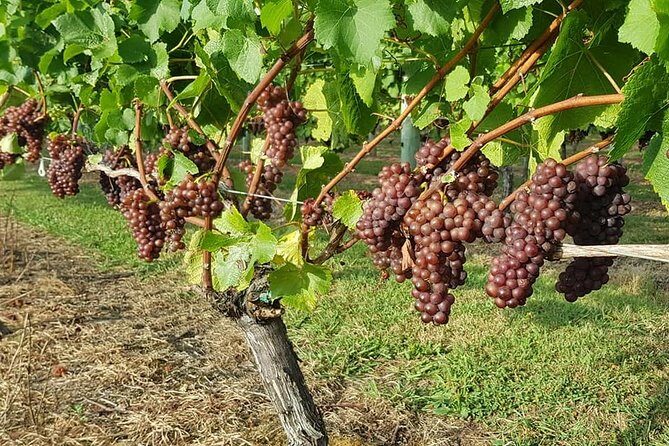 Small-Group Kumeu Wine Country Tour with Wine Tastings & Lunch - An In-Depth Look at What Youll Experience