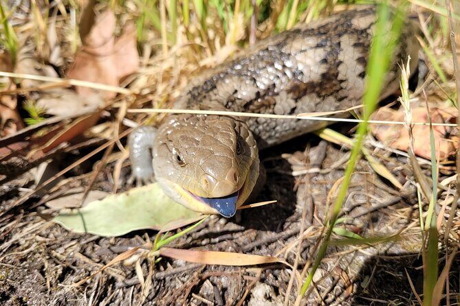 Small Group Luxe Bus Great Ocean Road Coastal Spectacular Tour - Who Is This Tour Best Suited For?